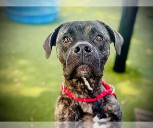 American Pit Bull Terrier Dogs for adoption in Orlando, FL, USA