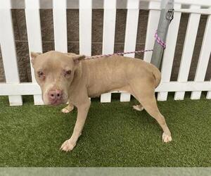 Mutt Dogs for adoption in Modesto, CA, USA