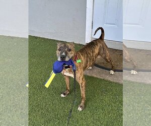 Boxer-Unknown Mix Dogs for adoption in Pompano Beach , FL, USA