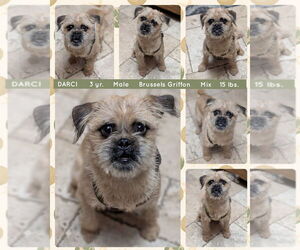 Brussels Griffon-Unknown Mix Dogs for adoption in Mesa, AZ, USA