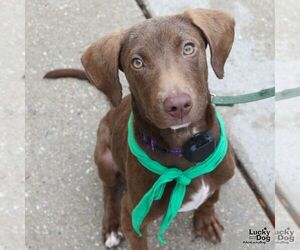 Colonial Cocker Spaniel-Labrador Retriever Mix Dogs for adoption in Washington, DC, USA
