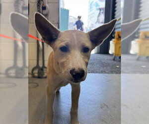 German Shepherd Dog Dogs for adoption in San Bernardino, CA, USA