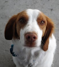 Brittany Dogs for adoption in Millville, UT, USA