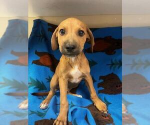 German Shepherd Dog-Unknown Mix Dogs for adoption in HESPERIA, CA, USA