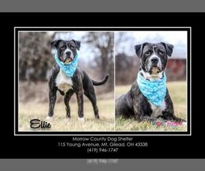 Boxador Dogs for adoption in Mt. Gilead, OH, USA