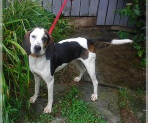 Treeing Walker Coonhound Dogs for adoption in Stockport, OH, USA