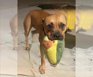 Mutt Dogs for adoption in Las Vegas, NV, USA