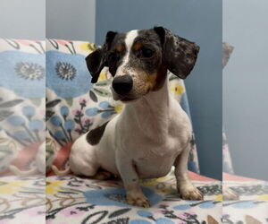 Dachshund Dogs for adoption in Weston, FL, USA