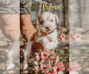 Boxer-Collie Mix Dogs for adoption in Forest, VA, USA