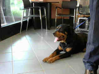 Rottweiler Dogs for adoption in Nashville, TN, USA