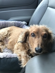 Dachshund Dogs for adoption in Keenesburg, CO, USA
