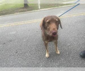 Labrador Retriever Dogs for adoption in Houston, TX, USA