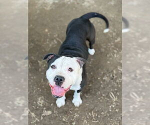 Bulldog Dogs for adoption in Riverside, CA, USA