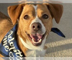 Italian Greyhuahua Dogs for adoption in Pueblo, CO, USA