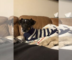 Jack Russell Terrier-Unknown Mix Dogs for adoption in Topeka, KS, USA