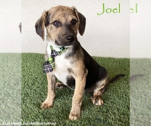 Beagle-Unknown Mix Dogs for adoption in San Diego, CA, USA