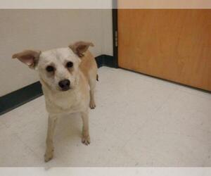 Chihuahua-Unknown Mix Dogs for adoption in Oroville, CA, USA