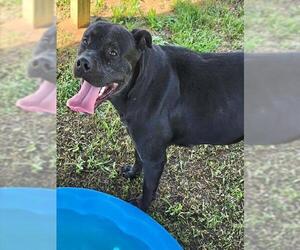 American Pit Bull Terrier-Unknown Mix Dogs for adoption in Augusta, GA, USA
