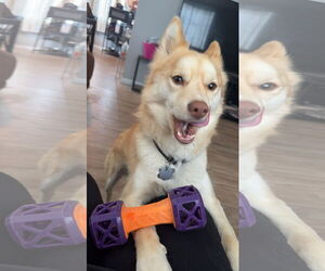 Huskies -Pomeranian Mix Dogs for adoption in Clinton , MI, USA
