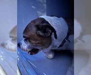 Beagle-Unknown Mix Dogs for adoption in Houston, TX, USA