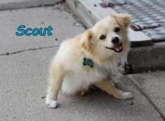 Papshund Dogs for adoption in Oskaloosa, IA, USA