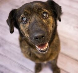 Basset Hound-Unknown Mix Dogs for adoption in Birdsboro, PA, USA