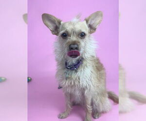 Mutt Dogs for adoption in Berkeley, CA, USA