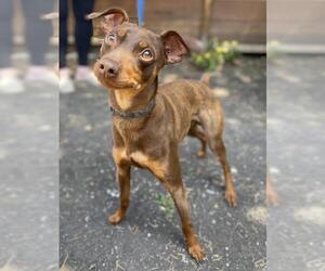 Miniature Pinscher Dogs for adoption in Palo Alto, CA, USA