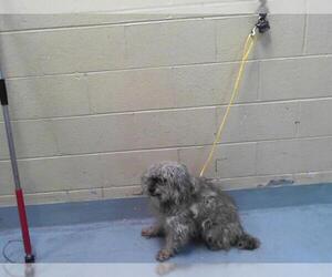 Shih Tzu-Unknown Mix Dogs for adoption in Tulsa, OK, USA