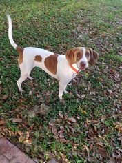 Medium Photo #1 Mutt Puppy For Sale in Thonotosassa, FL, USA