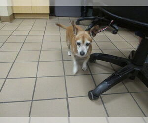 Chihuahua-Unknown Mix Dogs for adoption in Ocala, FL, USA