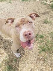 American Pit Bull Terrier-American Staffordshire Terrier Mix Dogs for adoption in Columbus, MS, USA