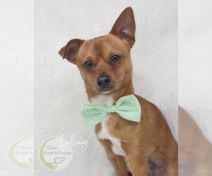 Chipin Dogs for adoption in Benton, LA, USA