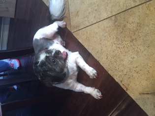 Shih Tzu Dogs for adoption in Los Angeles, CA, USA
