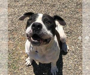 American Bulldog Dogs for adoption in Chico, CA, USA