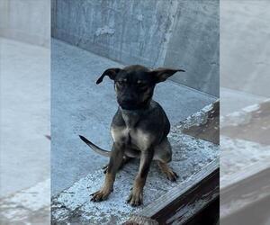 German Shepherd Dog Dogs for adoption in Tracy, CA, USA