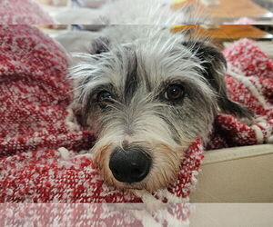 Dachshund-Unknown Mix Dogs for adoption in Minneapolis, MN, USA