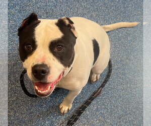 Mutt Dogs for adoption in Tarboro, NC, USA