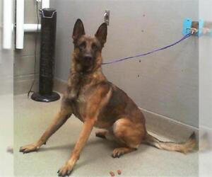 German Shepherd Dog-Unknown Mix Dogs for adoption in Las Vegas, NV, USA