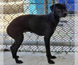 Chihuahua Dogs for adoption in Bakersfield, CA, USA