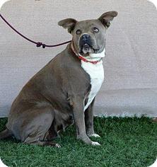 American Bulldog-Unknown Mix Dogs for adoption in La Quinta, CA, USA