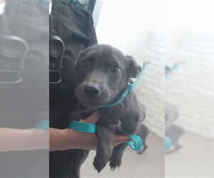 Labrador Retriever-Siberian Husky Mix Dogs for adoption in San Bernardino, CA, USA