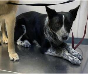 Australian Cattle Dog-Unknown Mix Dogs for adoption in Visalia, CA, USA