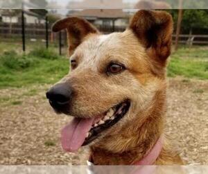 Australian Cattle Dog Dogs for adoption in Santa Cruz, CA, USA