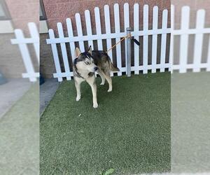 Siberian Husky-Unknown Mix Dogs for adoption in Modesto, CA, USA