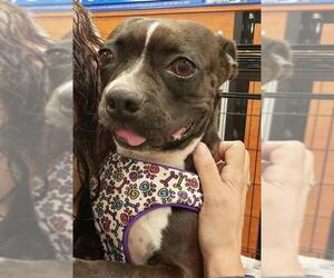 Boston Terrier Dogs for adoption in Pembroke, GA, USA