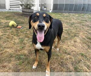 Greater Swiss Mountain Dog-Unknown Mix Dogs for adoption in McKinleyville, CA, USA