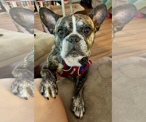 French Bulldog Dogs for adoption in Boca Raton, FL, USA