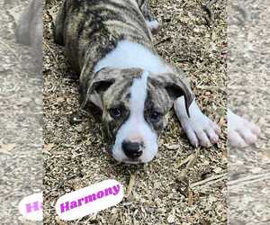 American Pit Bull Terrier-American Staffordshire Terrier Mix Dogs for adoption in Wenonah, NJ, USA