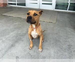 American Staffordshire Terrier-Unknown Mix Dogs for adoption in Grand Prairie, TX, USA